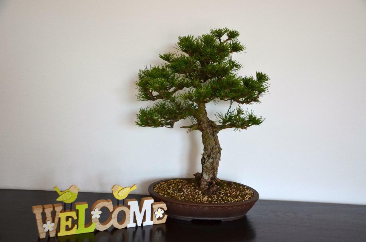 Bonsai House Daire Portorož Dış mekan fotoğraf